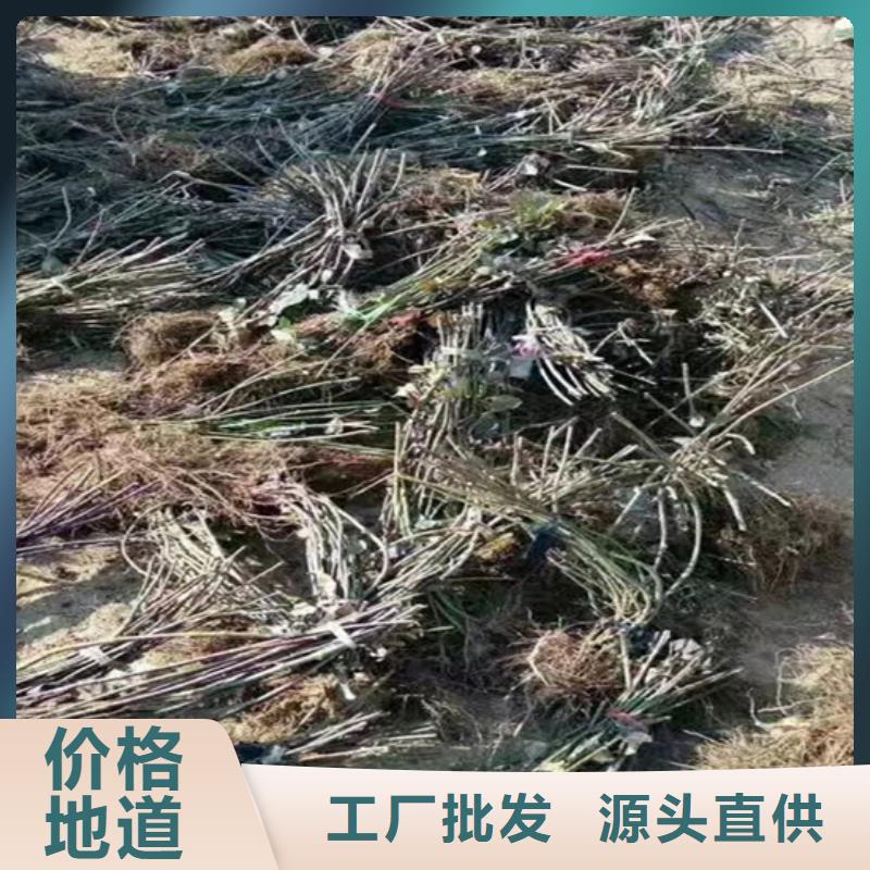 樹莓石榴樹敢與同行比質量