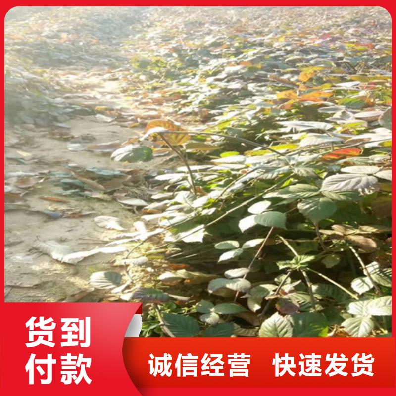 樹(shù)莓紅石榴苗基地現(xiàn)貨充裕