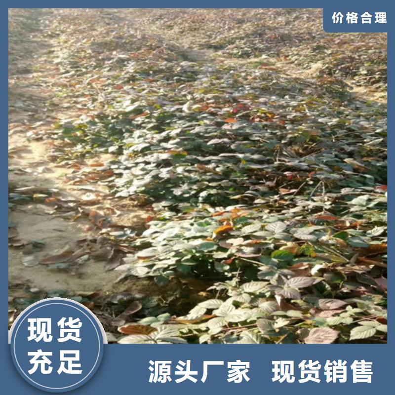 樹莓-石榴樹一站式采購商