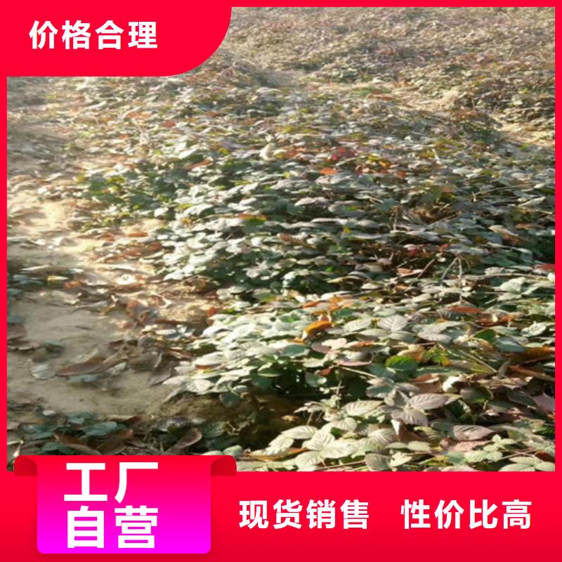 樹莓桃樹苗品質(zhì)優(yōu)選