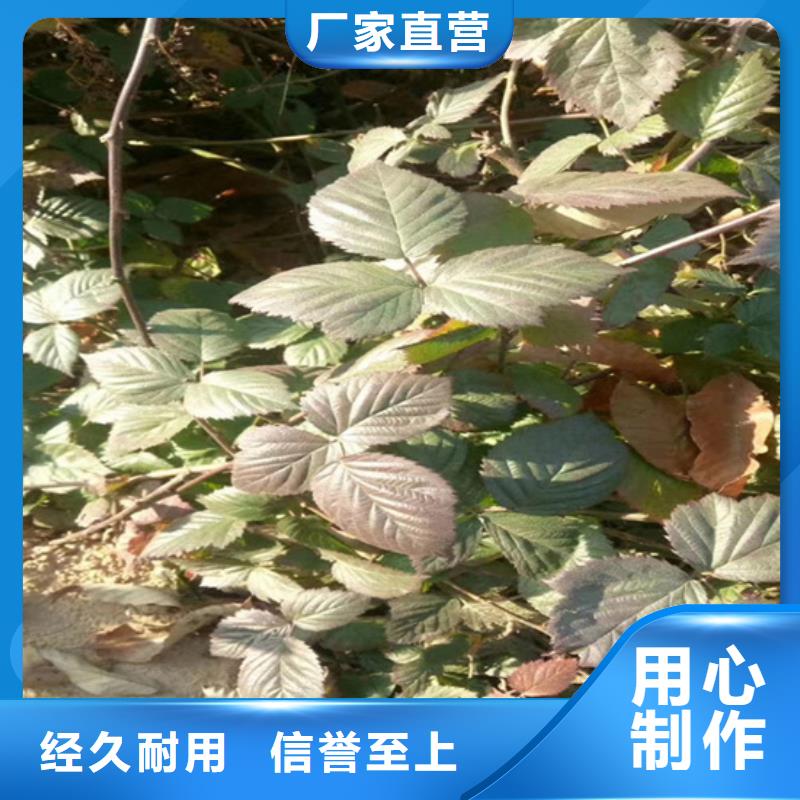 樹莓【獼猴桃苗】客戶好評