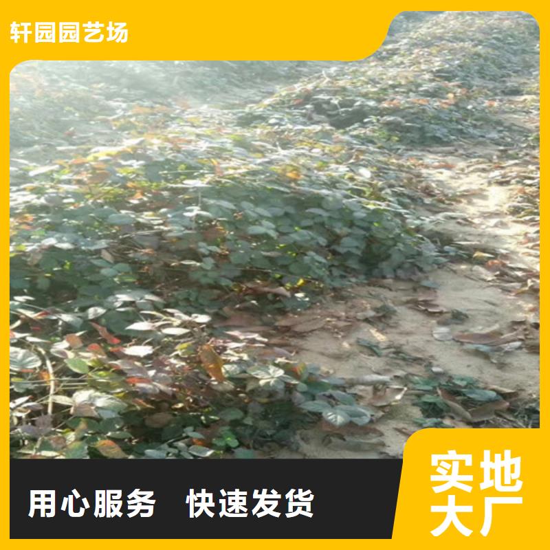 【树莓杏树苗型号全价格低】