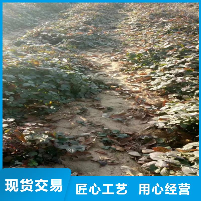 【樹莓櫻桃苗現(xiàn)貨實拍】