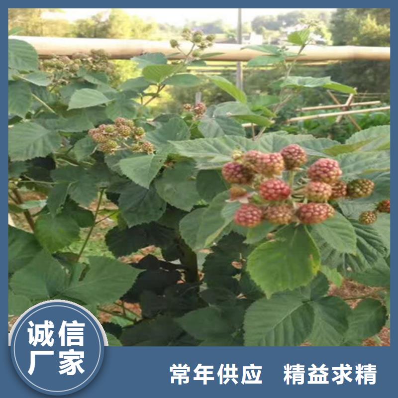 樹(shù)莓紅石榴苗基地現(xiàn)貨充裕