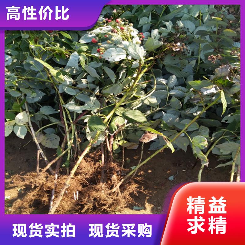 樹莓梨樹苗專注生產制造多年