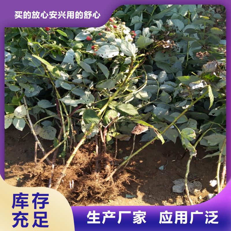 樹莓-藍莓苗廠家直銷大量現貨