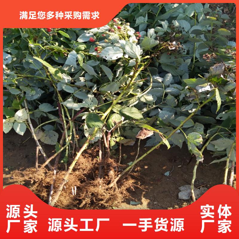 樹莓櫻桃苗信譽有保證