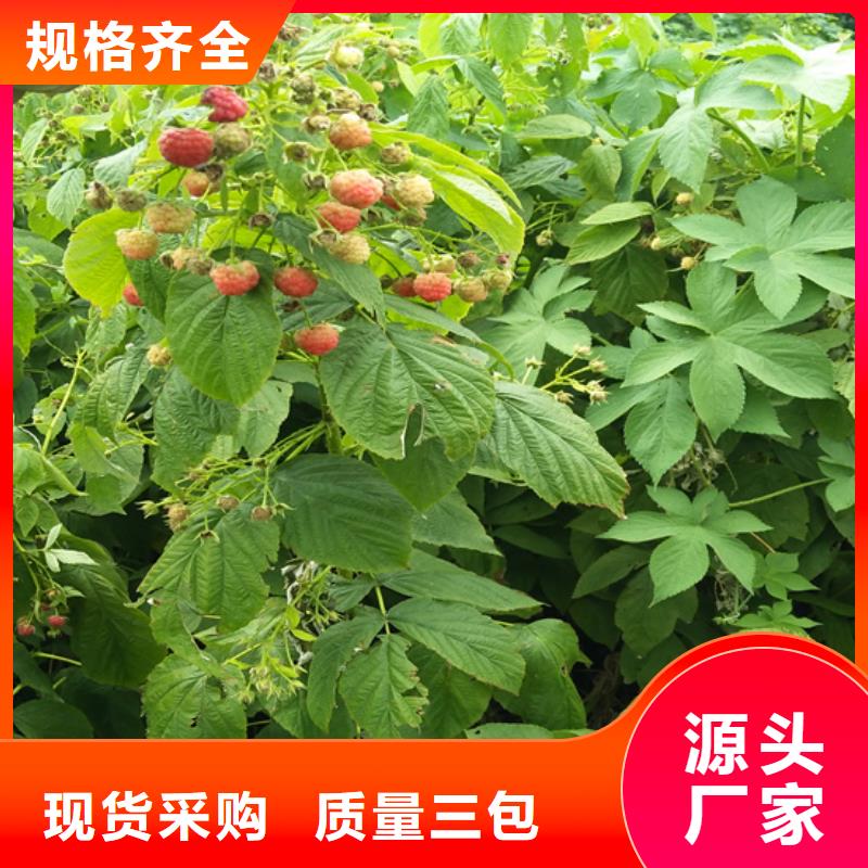 樹莓桃樹苗產(chǎn)品優(yōu)良