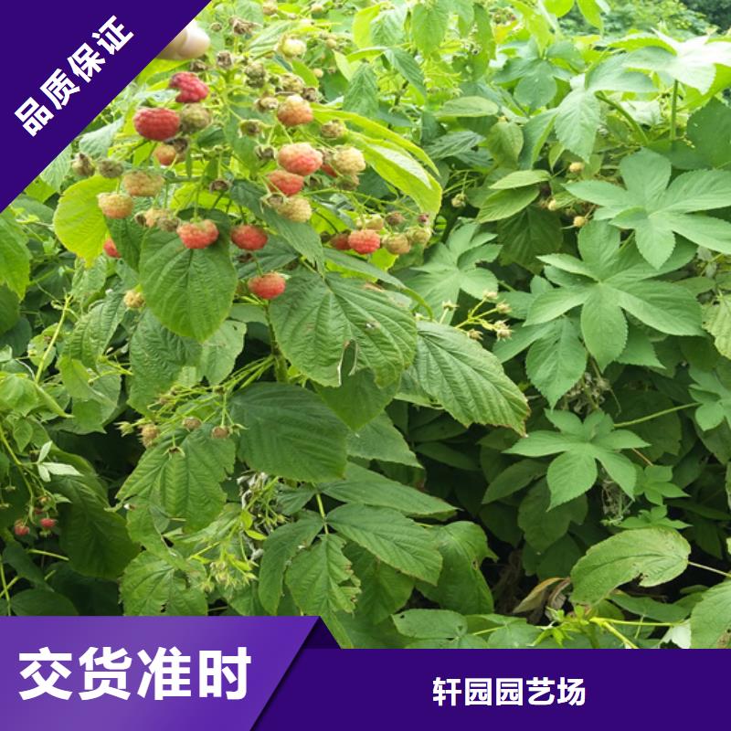 树莓苹果苗工艺层层把关