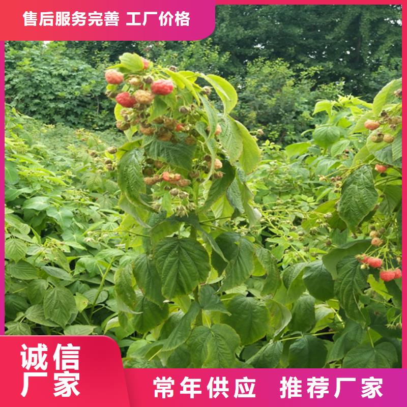 树莓【黄瓜苗】量大更优惠