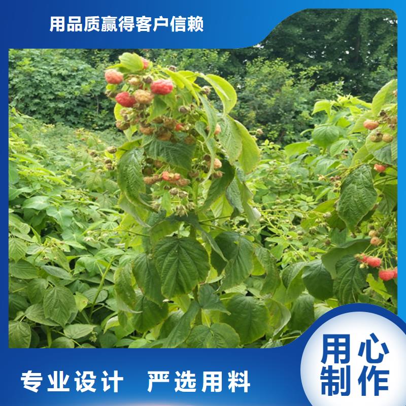 【樹(shù)莓】,石榴樹(shù)精心推薦