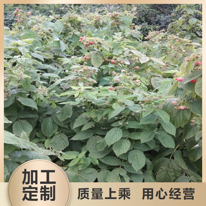 【樹莓蘋果苗品質(zhì)優(yōu)選】