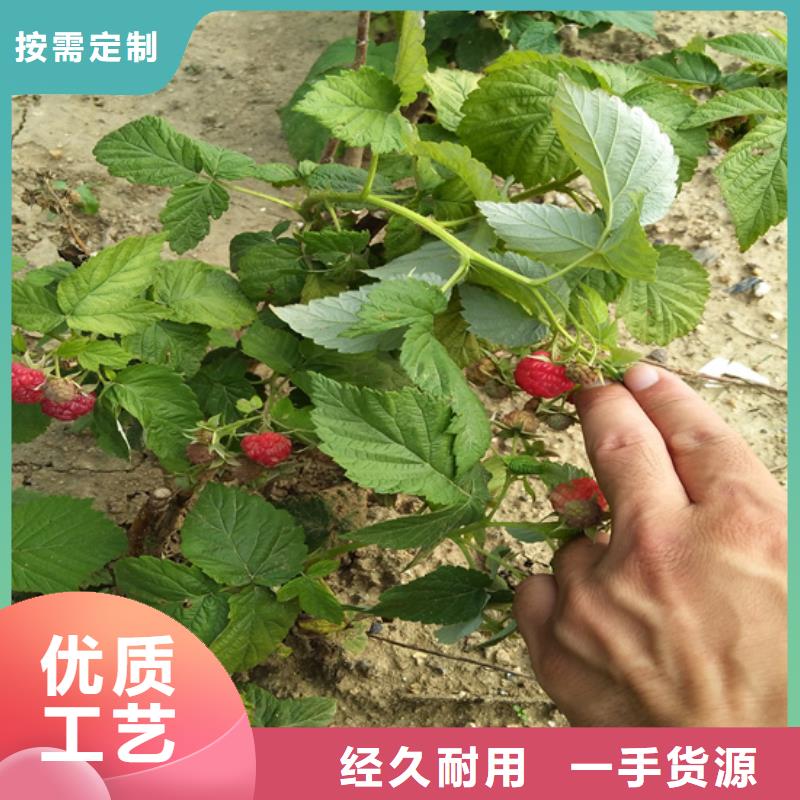 【樹莓蘋果苗品質(zhì)優(yōu)選】