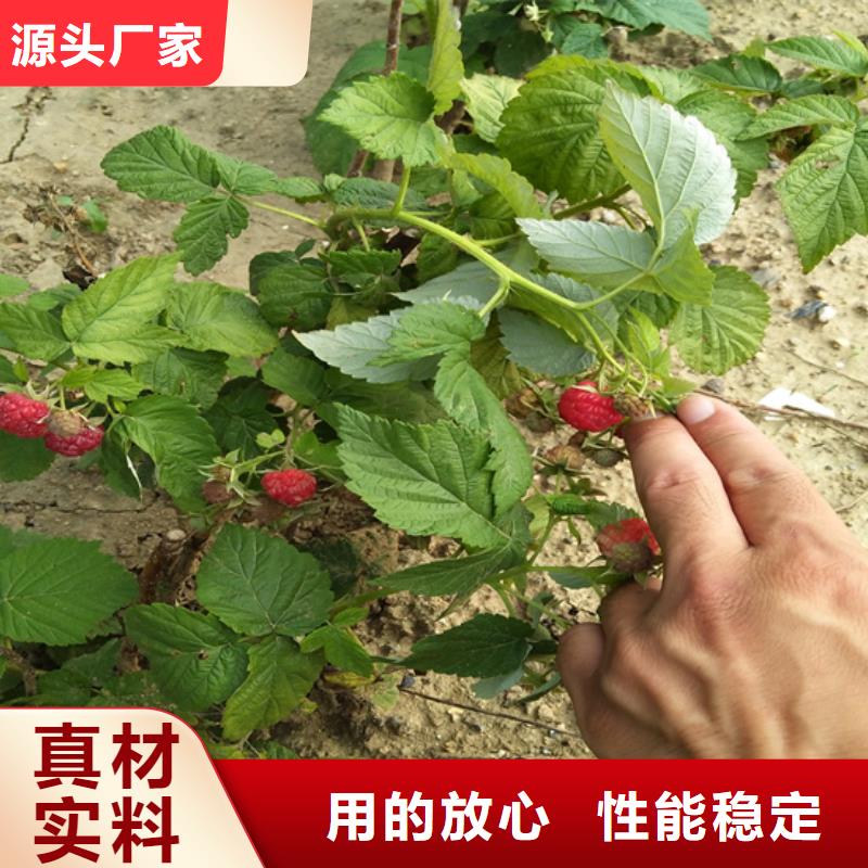 【樹莓】奶油草莓廠家品控嚴格