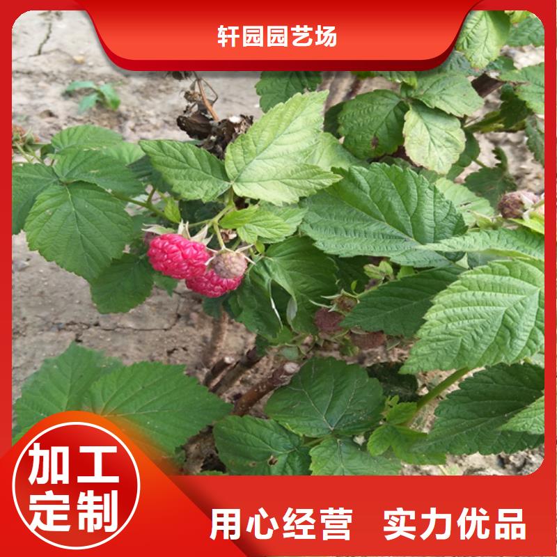 【樹莓草莓苗源頭實體廠商】