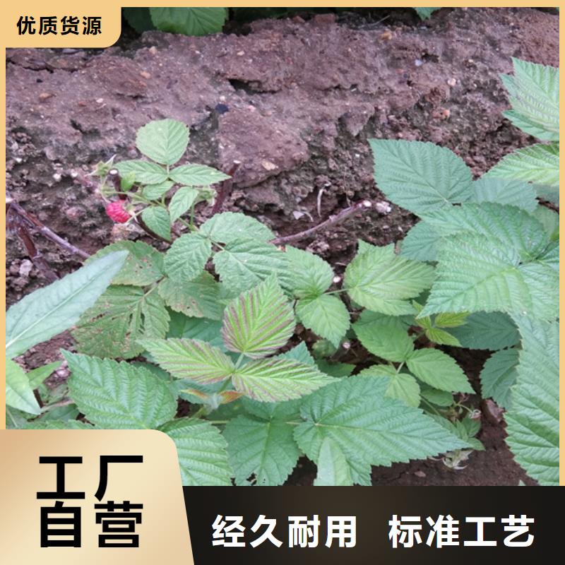 樹莓_梨樹苗質(zhì)量三包