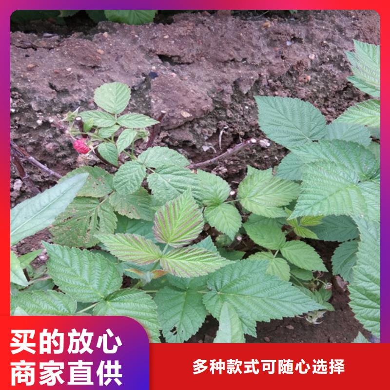 【樹莓】,石榴樹精心推薦