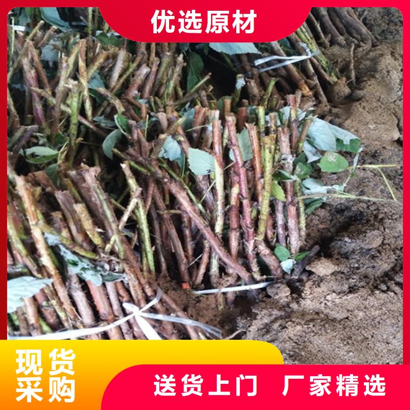 树莓红石榴苗基地满足客户所需