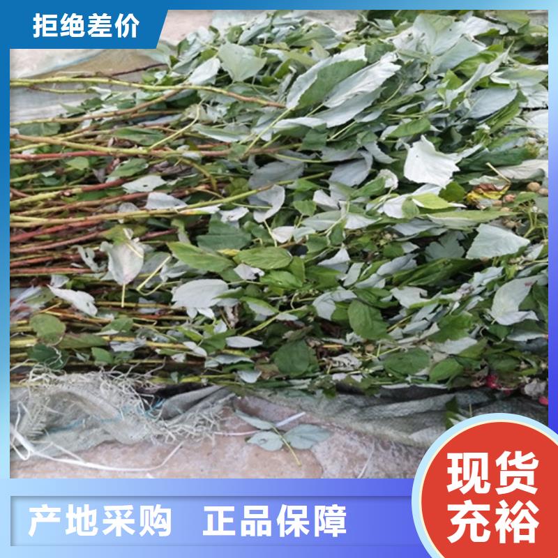 樹莓西瓜苗細(xì)節(jié)決定品質(zhì)