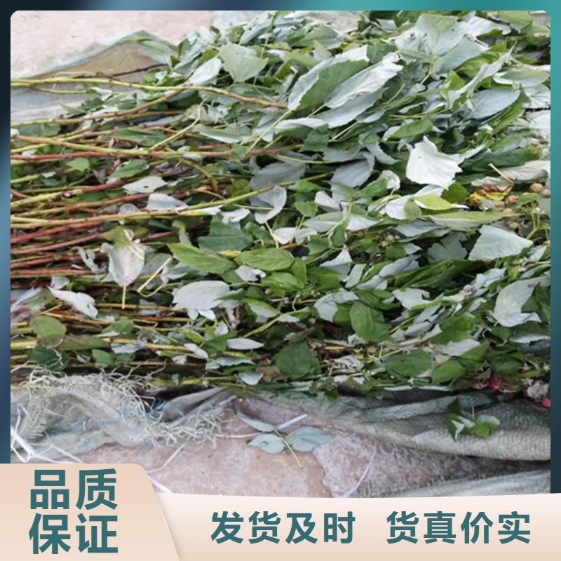 樹莓_桃樹苗廠家品控嚴格