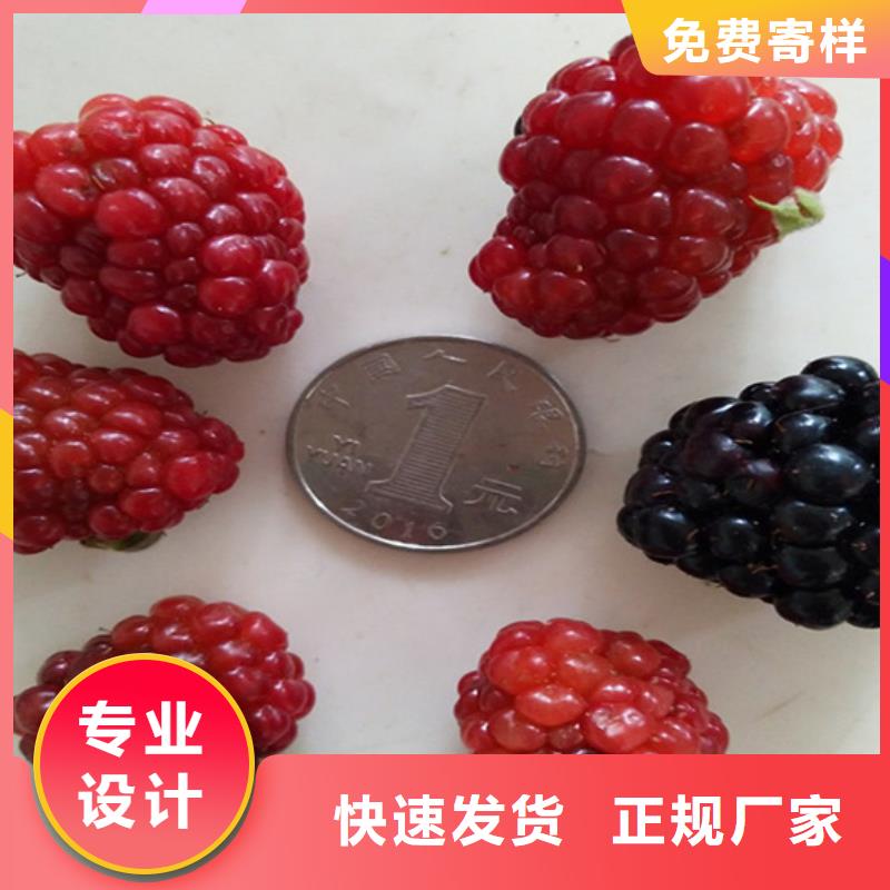 樹莓桃樹苗大量現(xiàn)貨供應(yīng)