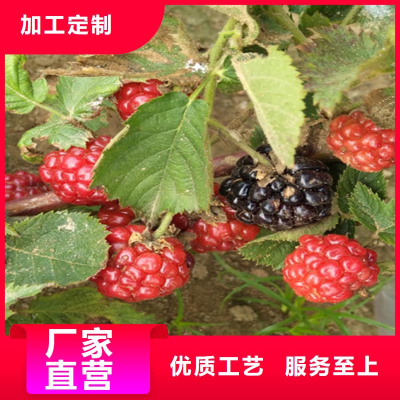 树莓石榴树品种全