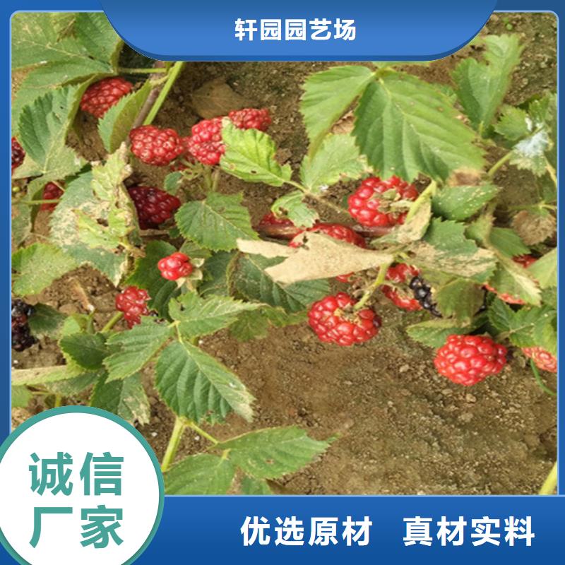 樹莓桃樹苗產(chǎn)品優(yōu)良