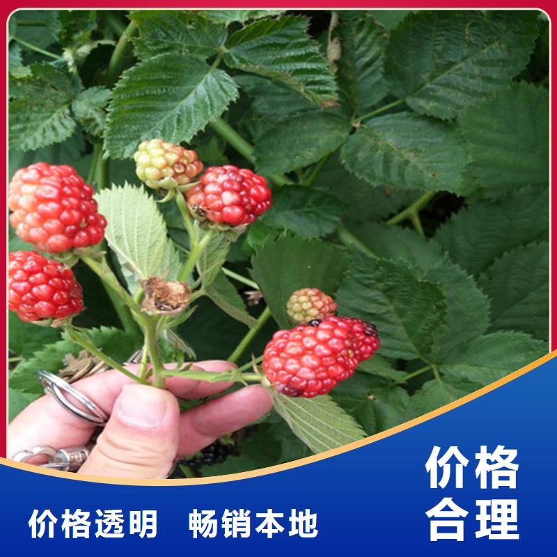 樹莓【獼猴桃苗】客戶好評