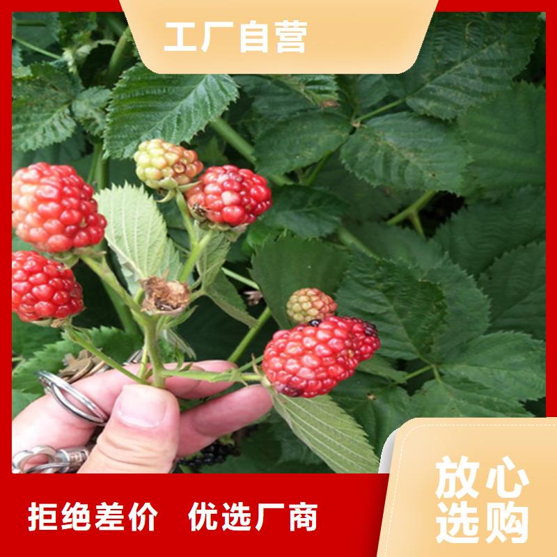樹莓梨樹苗專注生產制造多年