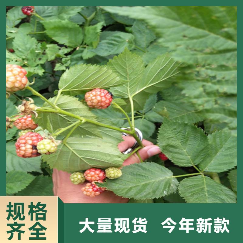 樹莓紅石榴苗基地滿足客戶所需