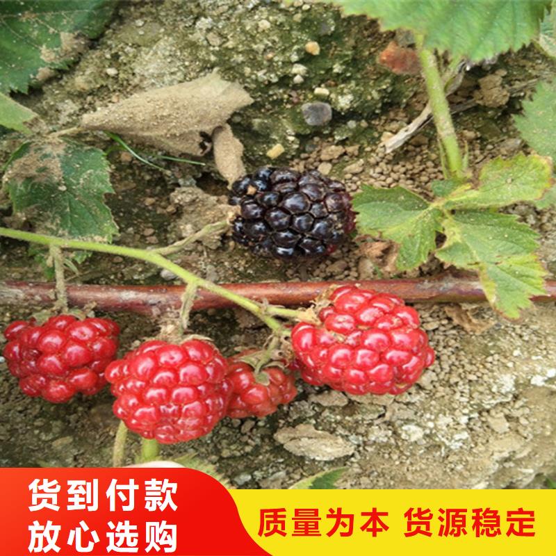 樹莓桃樹苗品質(zhì)優(yōu)選