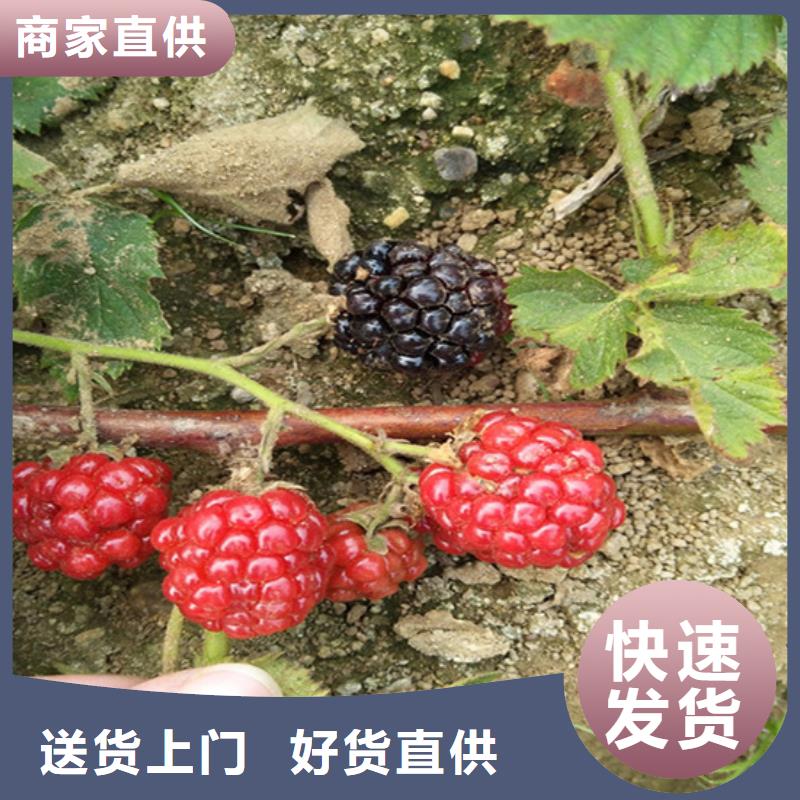 樹莓【獼猴桃苗】客戶好評