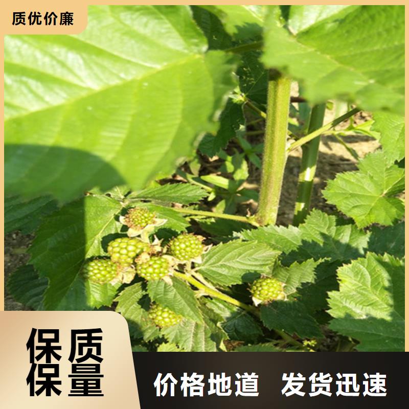 樹莓【獼猴桃苗】客戶好評