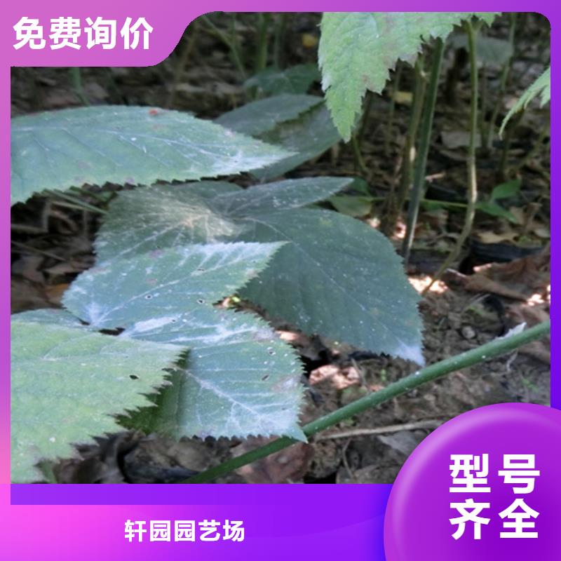 樹(shù)莓【櫻桃苗】庫(kù)存齊全廠家直供