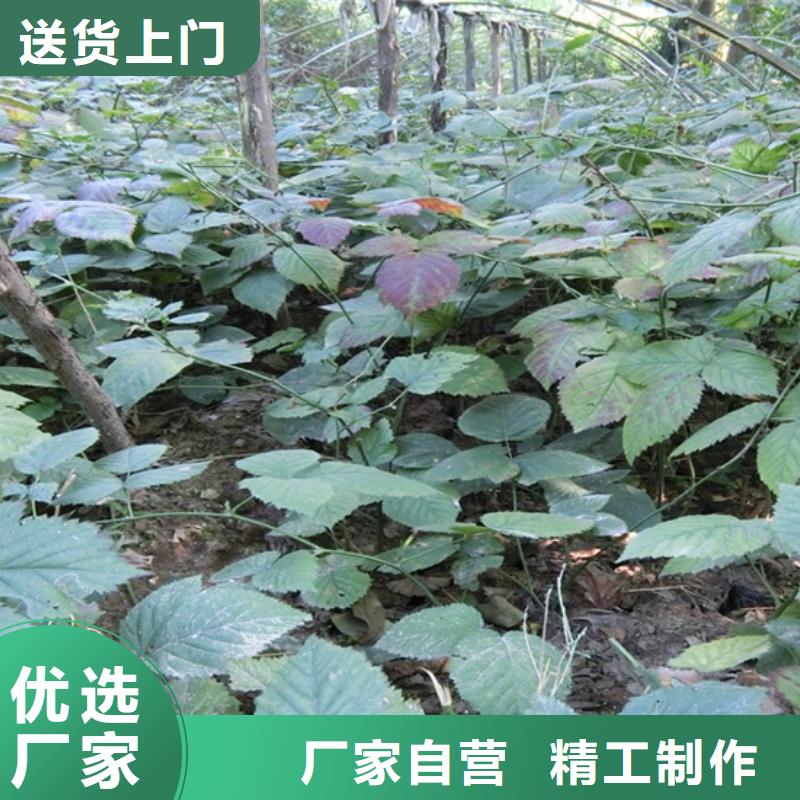 樹莓_石榴樹隨心所欲定制