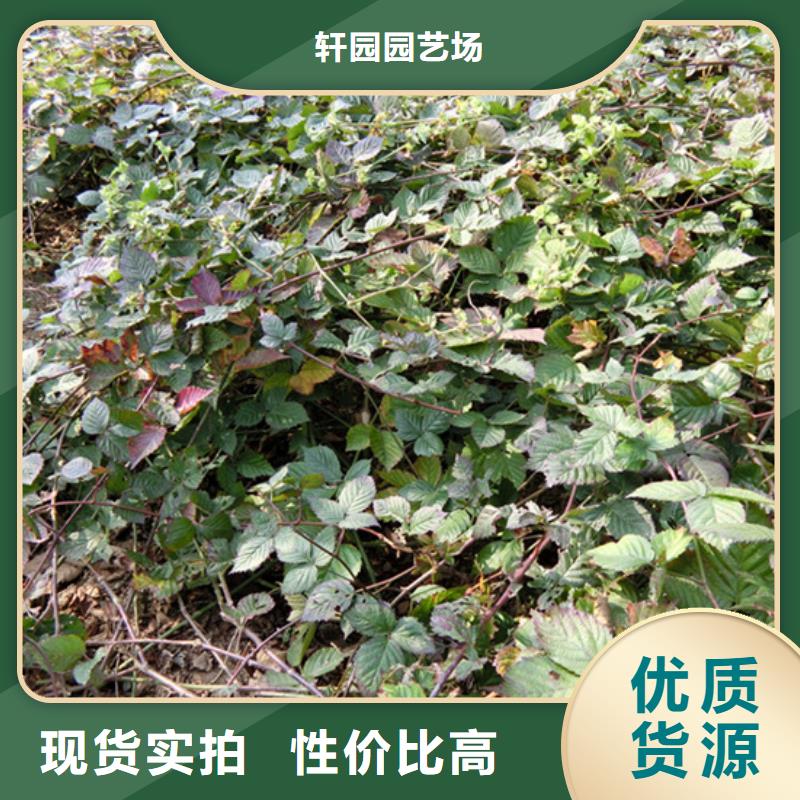 樹莓【獼猴桃苗】客戶好評