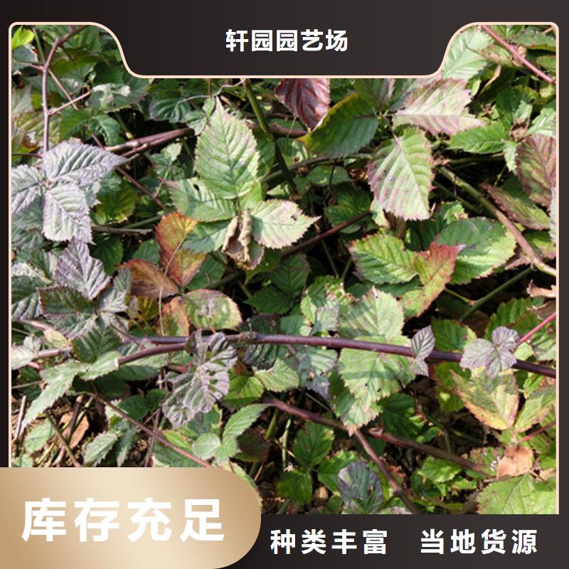 樹莓無花果苗應用范圍廣泛