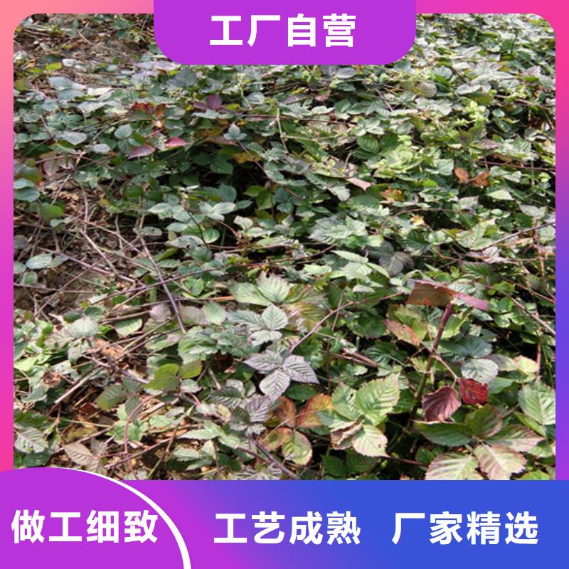 【樹莓蘋果苗品質(zhì)優(yōu)選】