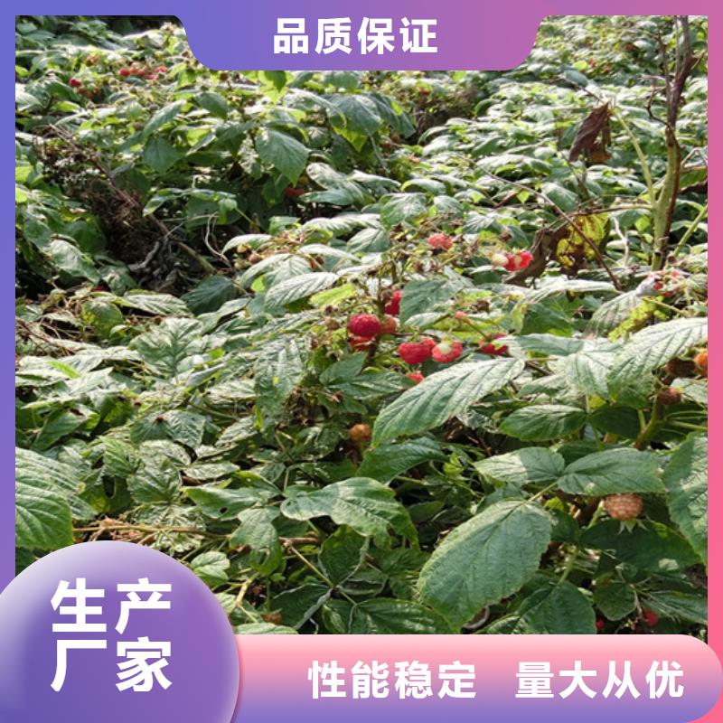 樹莓【獼猴桃苗】客戶好評