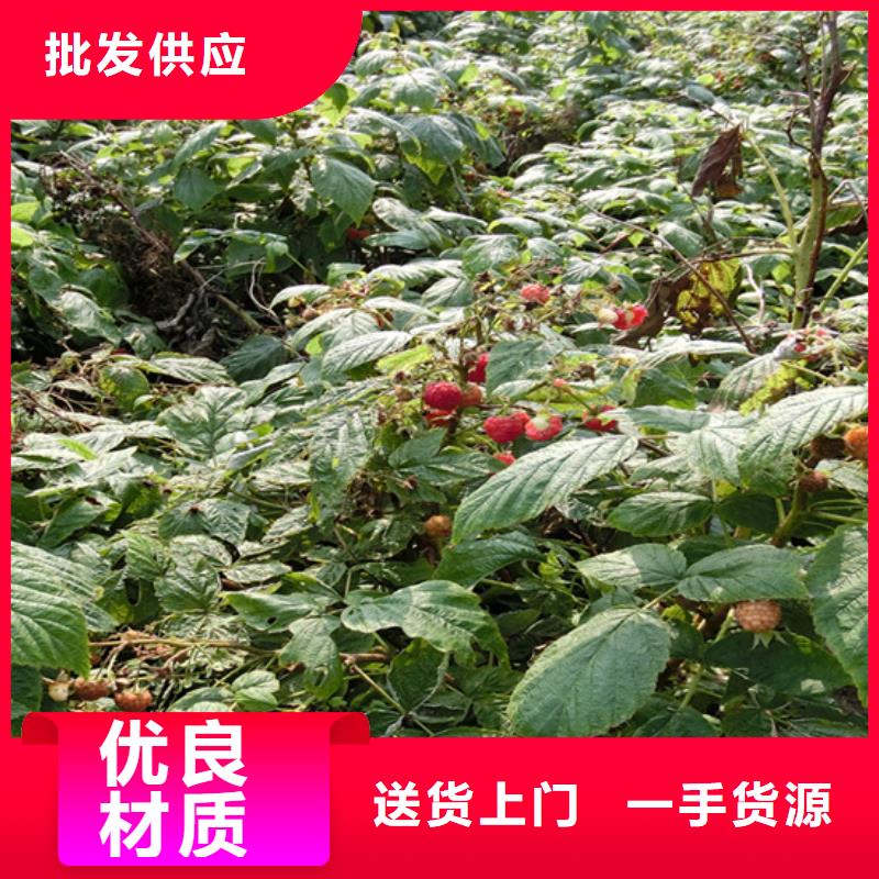 樹莓梨樹苗客戶好評