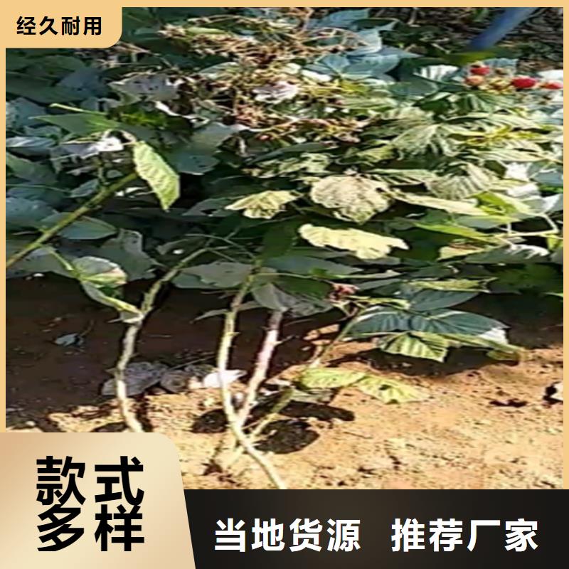 【樹(shù)莓蘋(píng)果苗品質(zhì)優(yōu)選】