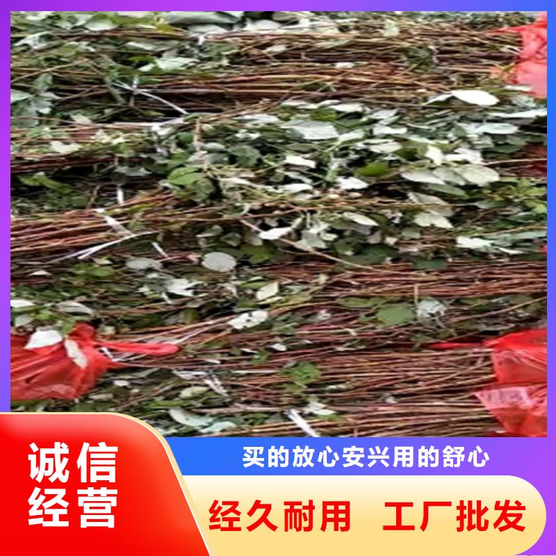 【樹莓草莓苗源頭實體廠商】