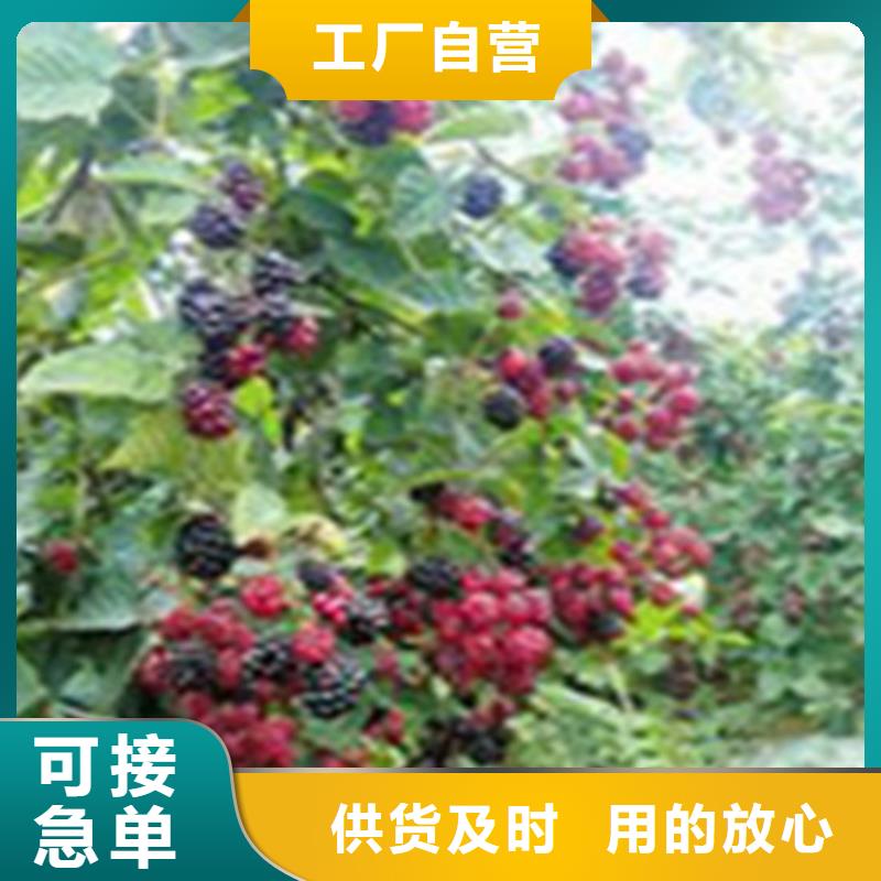 【树莓】,桃树苗源厂供货