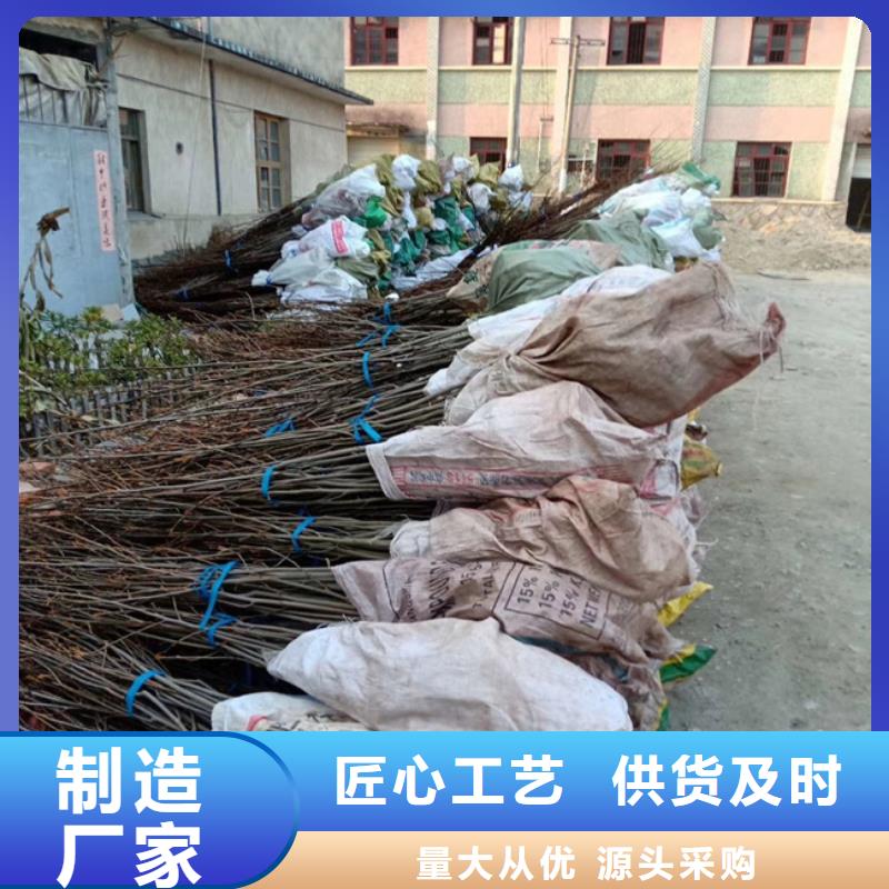 【碧根果-獼猴桃苗從廠家買售后有保障】