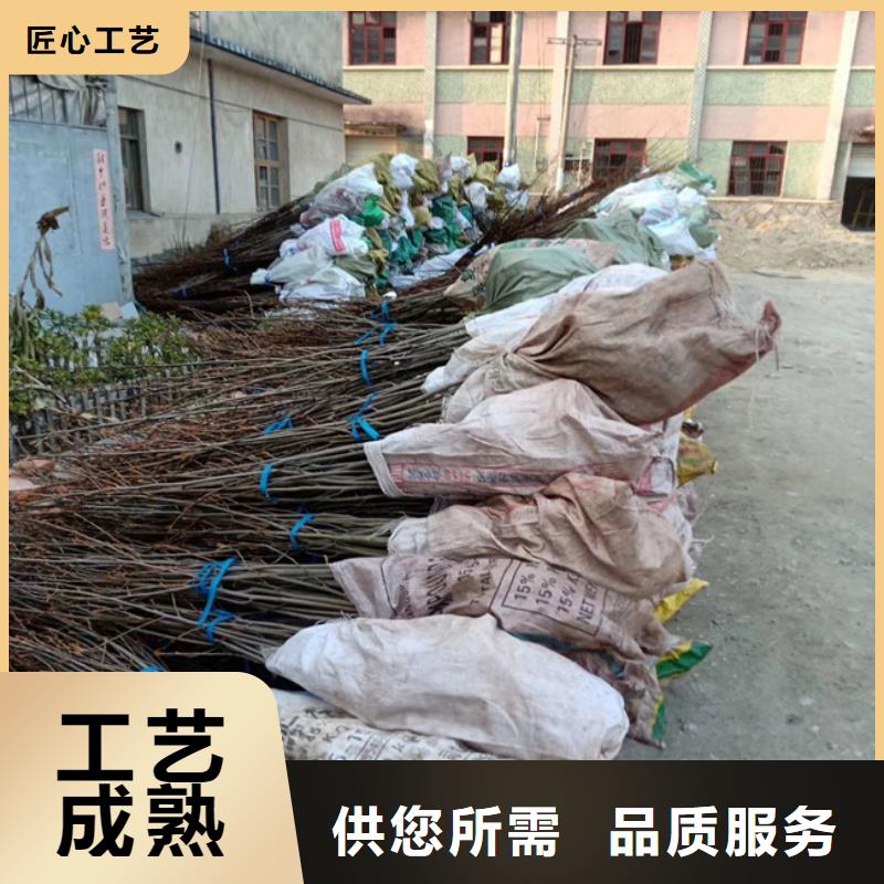 碧根果_梨树苗质量层层把关