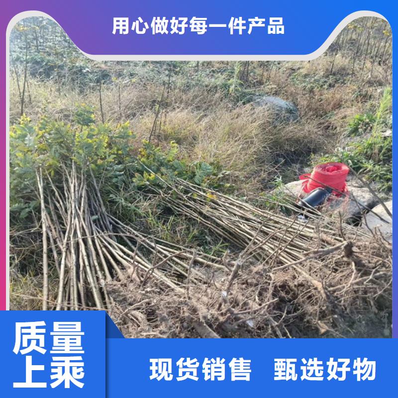 碧根果西瓜番石榴苗用好材做好产品