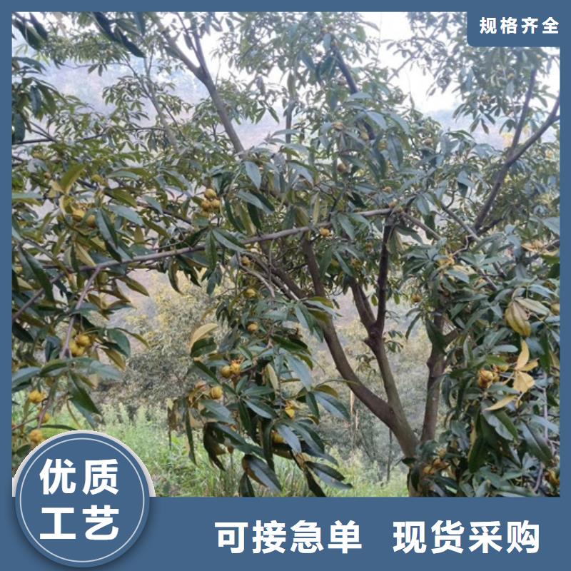 碧根果-櫻桃苗訂購