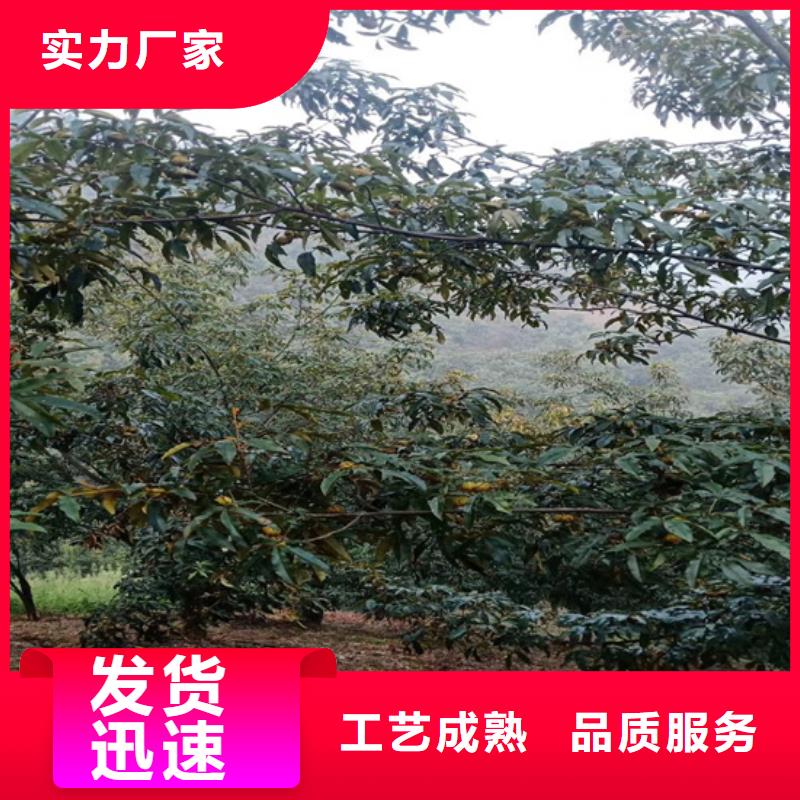 碧根果-無花果苗專業完善售后