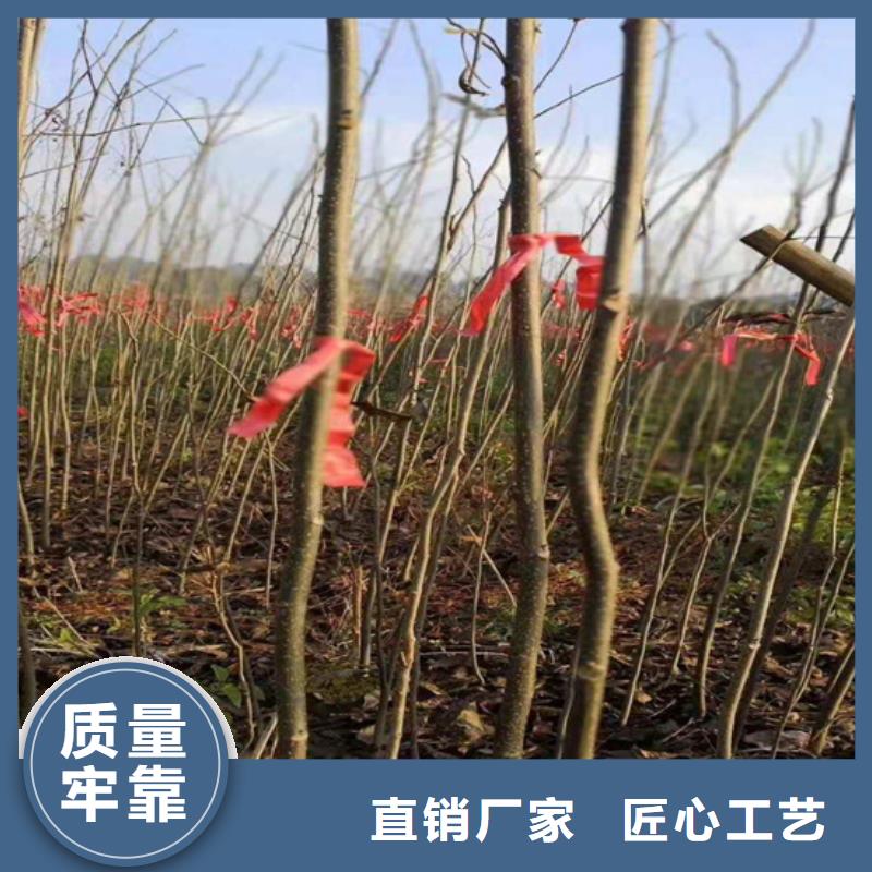 碧根果【蘋果苗】聯(lián)系廠家