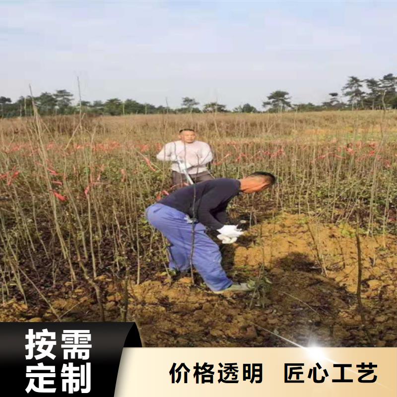 碧根果櫻桃苗工廠自營